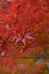 Red maple leaves detail-extreme selective focus.