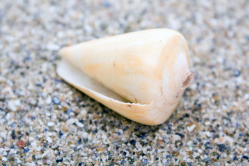shell on beach