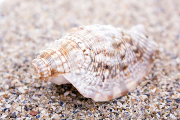 shell on beach