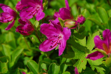 Wild flowers