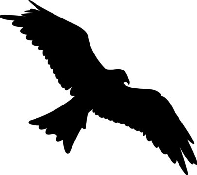Adler vector