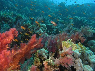 Fototapeta na wymiar Shoal of fish on the reef