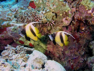 Fototapeta na wymiar Bannerfish on the reef