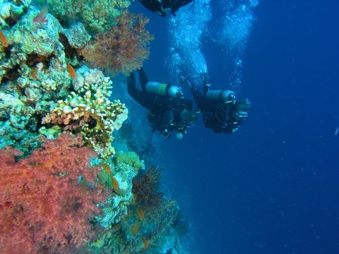 Divers on the reef