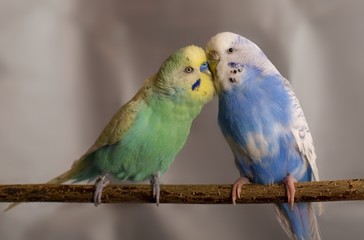 Wellensittich Pärchen