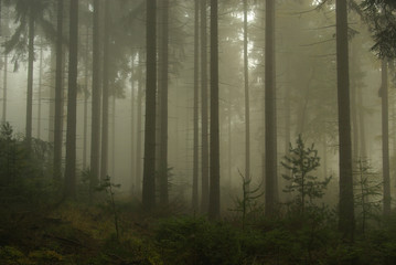Obraz premium Wald im Nebel - forest in fog 03