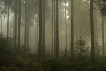  Wald im Nebel - forest in fog 03 © LianeM