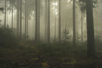 Wald im Nebel - forest in fog 04