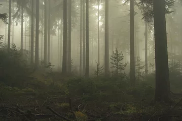  Wald im Nebel - forest in fog 04 © LianeM