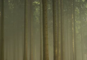  Wald im Nebel - forest in fog 07 © LianeM