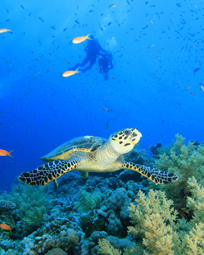 Hawksbill Turtle and Scuba Divers