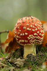 Autumn scene: toadstool or fly agaric mushroom