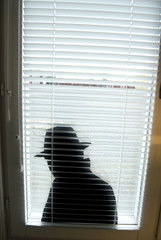 Spy in the window