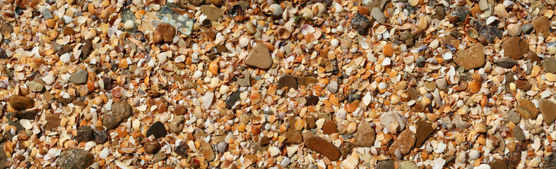 The fragment of  beach with colored shells.