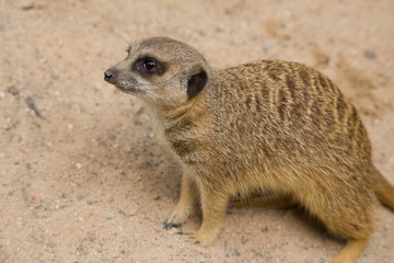 Suricata