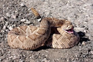 Naklejka premium Western Diamondback Rattlesnake (Crotalus atrox)
