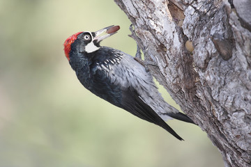 Acorn Woodpecker (Melanerpes formicivorus)