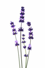 Detail of lavender flower