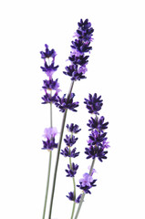 Obraz premium Detail of lavender flower