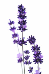 Detail of lavender flower