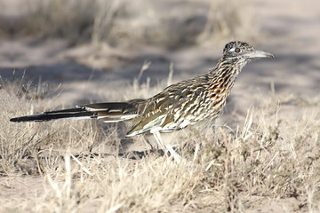 Fototapeta premium Greater Roadrunner (Geococcyx californianus)
