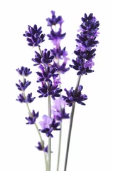 Muurstickers Detail of lavender flower © Tomo Jesenicnik