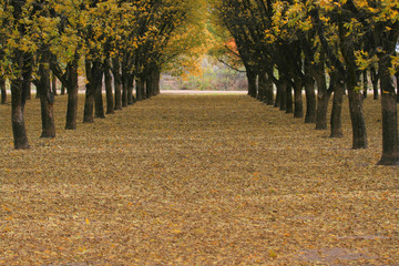 The autumn path