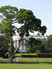 Fototapeta premium The White House Garden - Washington DC