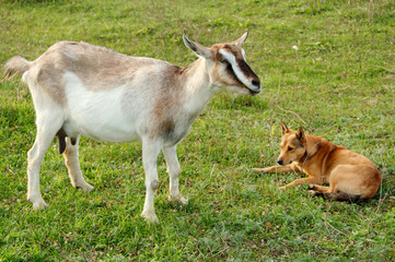 Goats were the first animals tamed by the person.