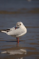 Mouette en pleine toilette