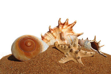 Seashells on a sand background