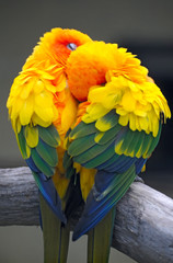 Obraz premium a couple of parrots - the Sun Conure