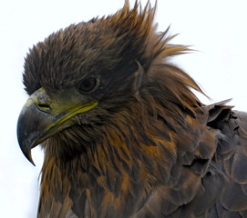 the white-tailed eagle