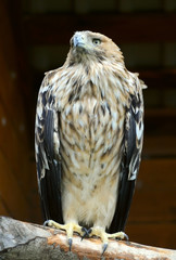 the bird of prey - long-legged buzzard