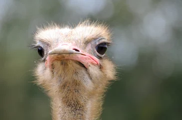 Fotobehang het gezicht van de struisvogel © Natalia Pavlova