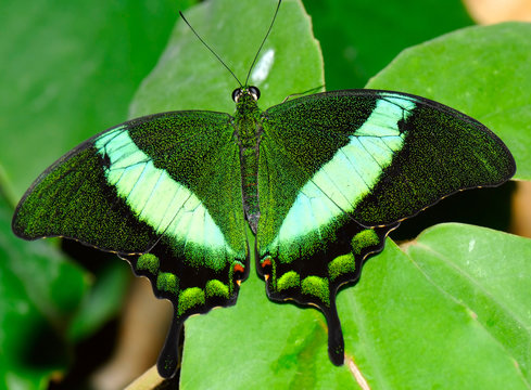 the butterfly - papilio palinurus