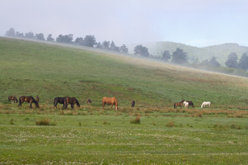 Naklejka na ściany i meble Horses on a foggy morning