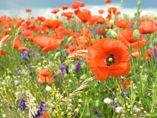 Spring meadow with poppies