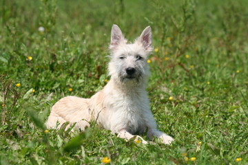 Bouvier des Ardennes couché dans l'herbe
