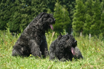 Couple de Bouvier des Flandres à la campagne