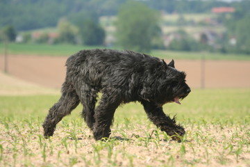 Course du Bouvier des Flandres de profil