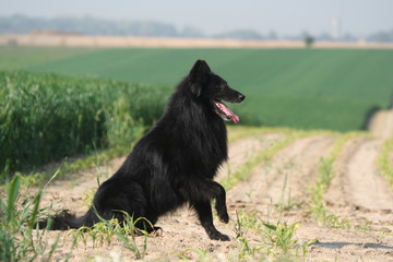 Beau Berger Belge Groenendael assis de profil