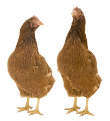 Two chickens isolated on white background