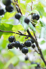 Black currant after a rain