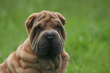 Portrait du Shar Pei à la campagne