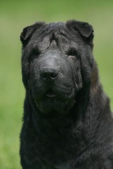 Portrait d'un Shar pei noir