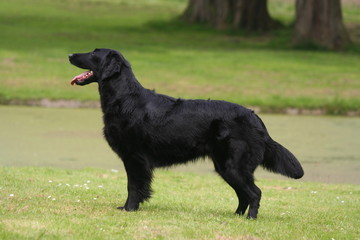 L'élégant Flat-coated Retriever de profil © Dogs