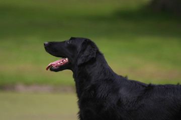 T&ecirc;te fine du Flat-coated Retriever de profil