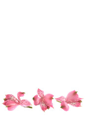 ñ background with flowers lilies of pink color.