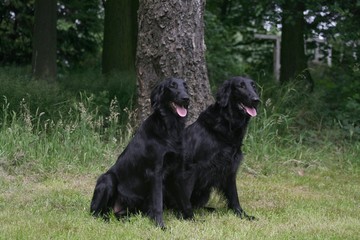 Flat-coated Retriever assis devant un bois